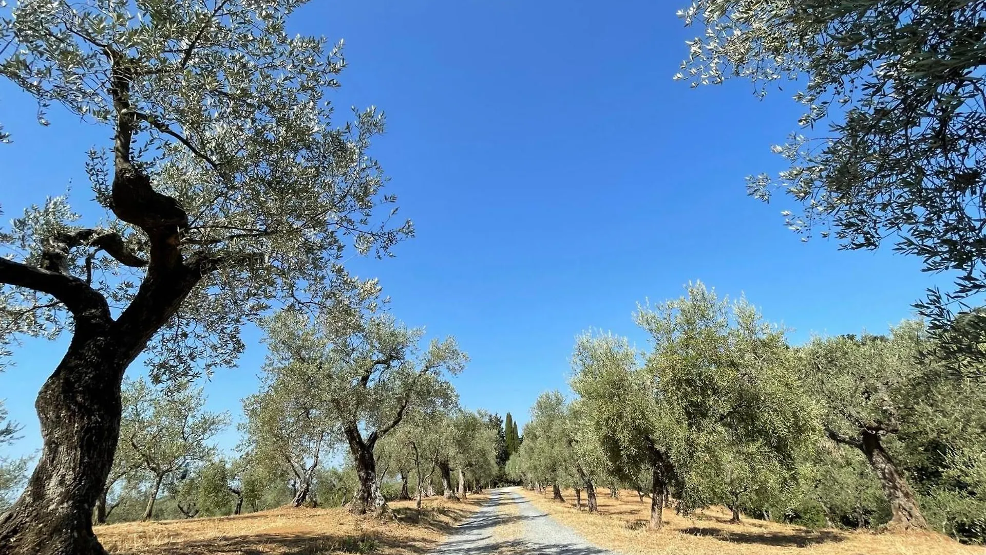 Сasa de vacaciones Cottage Lavanda Con Vista Mare, Aria Condizionata By Toscanatour Guardistallo
